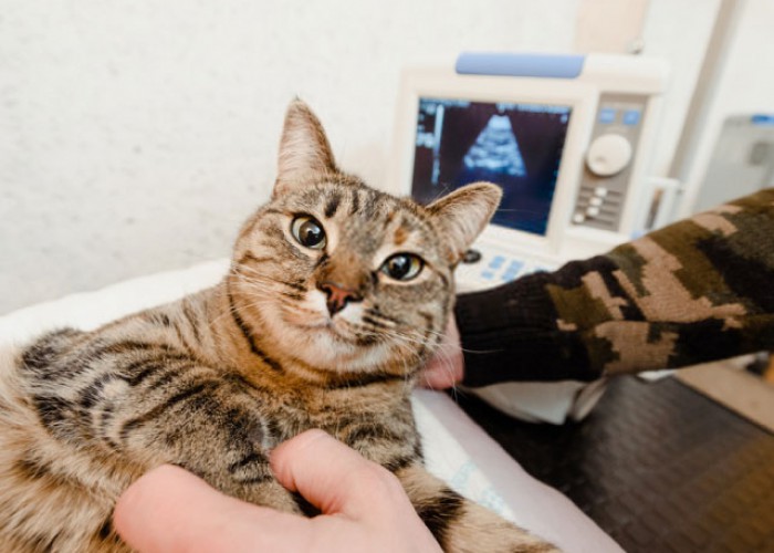 chua-de-ielts-writing